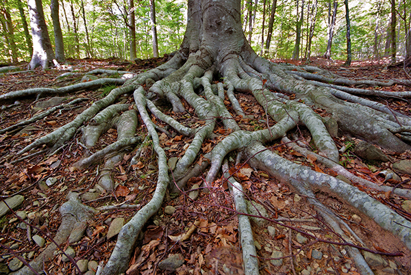 photo d'une grande racine d'arbre